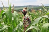Mu Rwanda ubutaka buhingwa bwiyongereyeho hegitari zisaga 50.000