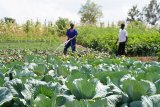 Uko kuhira hifashishijwe imirasire y'izuba byabafashije kubungabunga amazi no kongera umusaruro