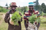One Acre Fund (Tubura) igiye gufatanya na Leta gutera ibiti Miliyoni 30