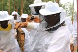 Inkuru y'urukundo hagati y'abavumvu na pariki ya Gishwati-Mukura
