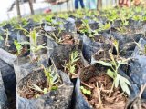 Huye: Barifuza ubumenyi mu kwihumbikira ingemwe z'ibiti biribwa