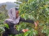 Gicumbi: Umusaruro yabonaga wikubye inshuro 10 kubera kurwanya isuri - Ubuhamya