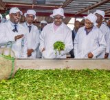 Minisitiri w'Intebe yagejejweho ikibazo cy'imihanda mibi ituma umusaruro w'icyayi wangirika utaragera ku ruganda
