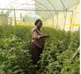 Iburasirazuba: Imirima yunganirwa na SAIP igiye kuba amashuri y'ubuhinzi