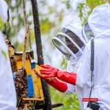 Inzuki zirema umwamikazi, zikamugaburira igikoma...ubwenge n'amabanga y'inzuki