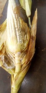Nyamagabe: Bahinze ibigori kuri hegitari 28 bataha amara masa