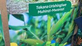 Arenga Miliyari 7 Frw amaze gushumbushwa abahinzi borozi