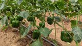 Rulindo: Imana yahaye abahinzi imvura ibongereraho urugomero rwa Muyanza