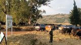 Inka imwe izajya iduha inka cumi n'esheshatu ku mwaka – RAB