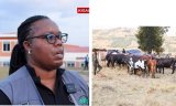 Umva uko inka imwe izajya ibyara izindi 16 ku mwaka